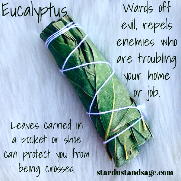 Eucalyptus  Stick